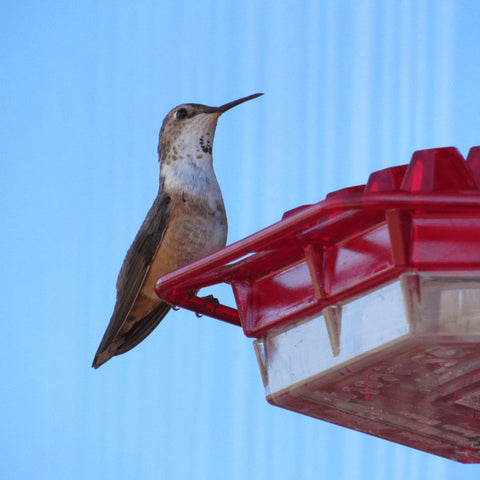 Ant Proof Hummingbird Feeder | Mary's Hummingbird Feeder with 30 Tubes | Mary's Sweety Hummingbird Feeder