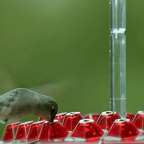 Ant Proof Hummingbird Feeder | Mary's Hummingbird Feeder with 30 Tubes | Mary's Sweety Hummingbird Feeder